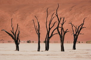 砂漠に立つ枯れ木の群れ