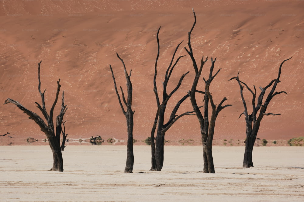Un grupo de árboles muertos de pie en un desierto