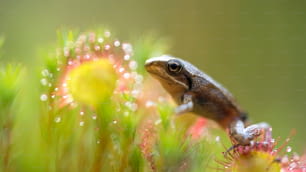 una piccola rana seduta sopra un fiore