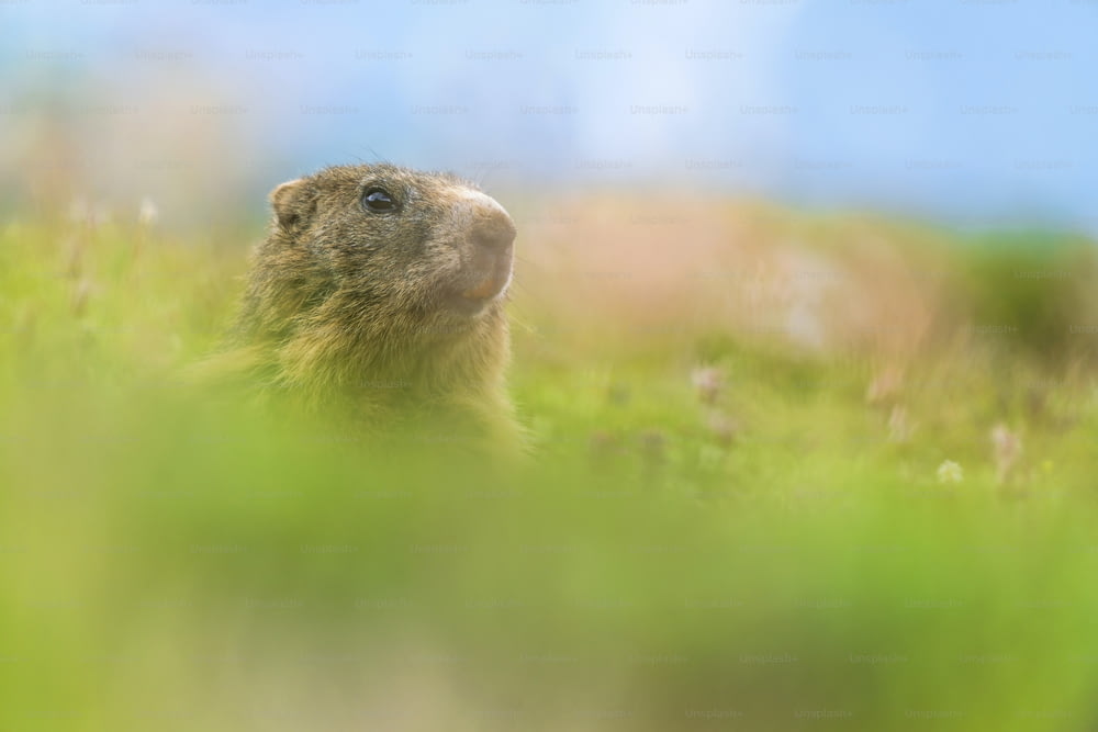 Un primo piano di un capibara in un campo erboso