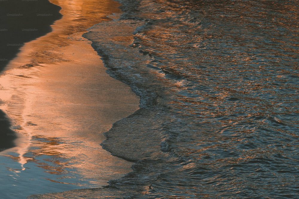 Un pájaro parado en una playa junto al océano