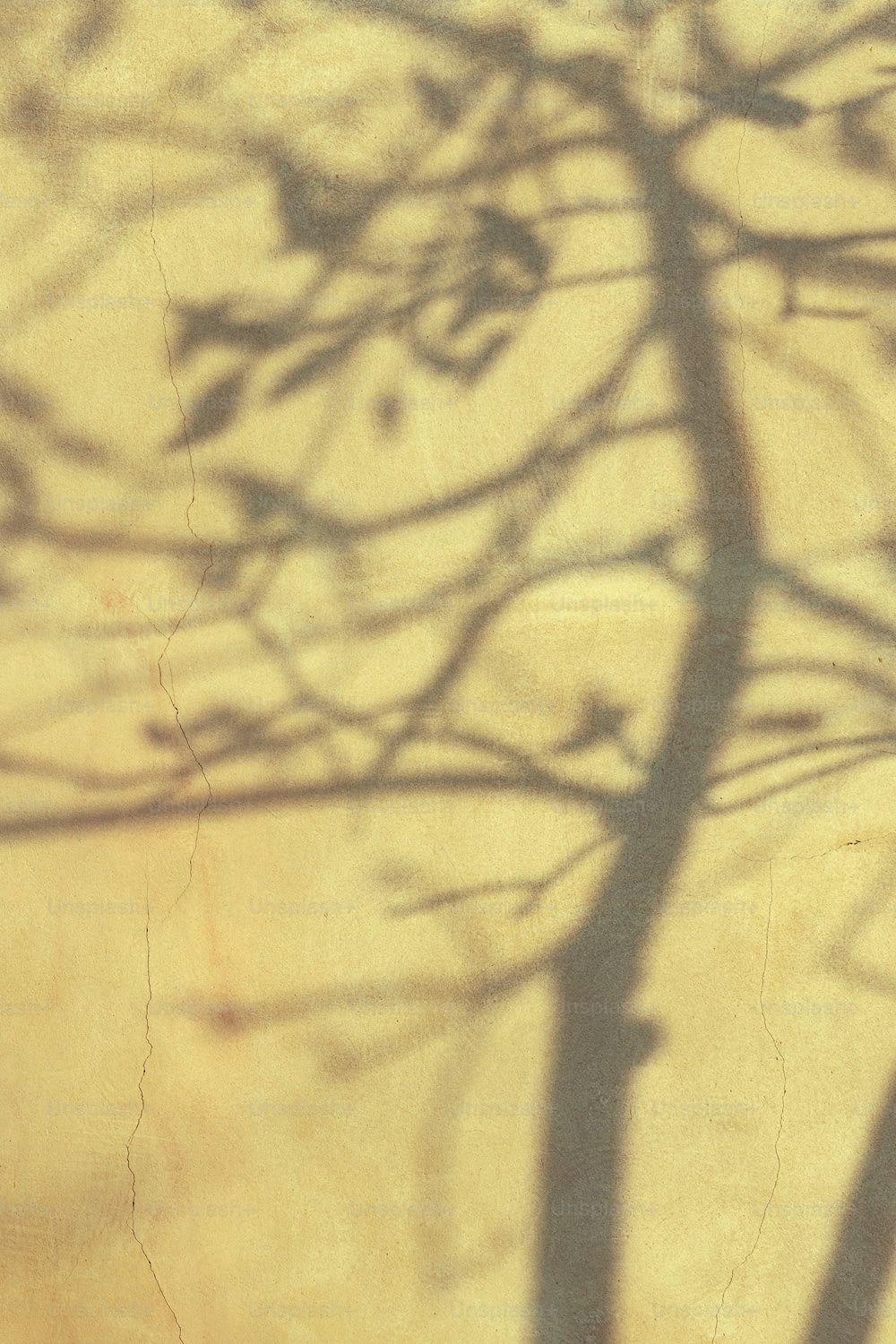 uma sombra de uma árvore em uma parede