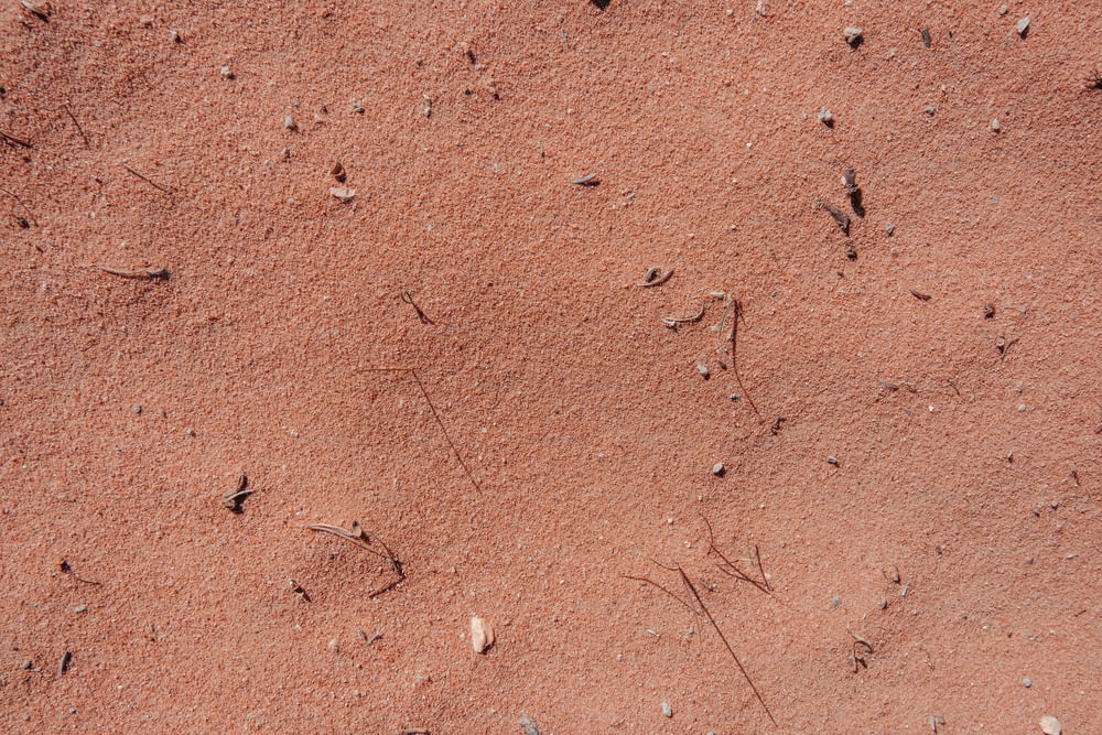 ビーチの砂に鳥の足跡