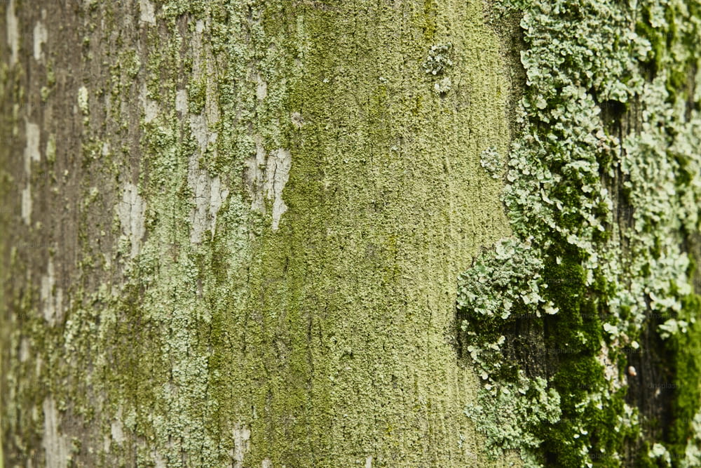 um close up de uma árvore com musgo verde crescendo sobre ela