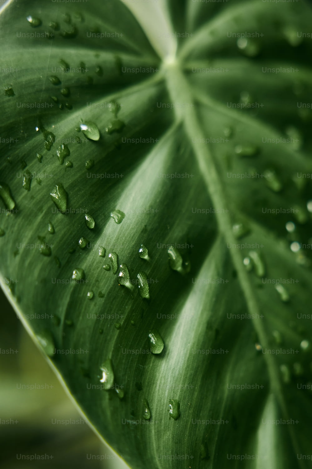 a large green leaf with drops of water on it