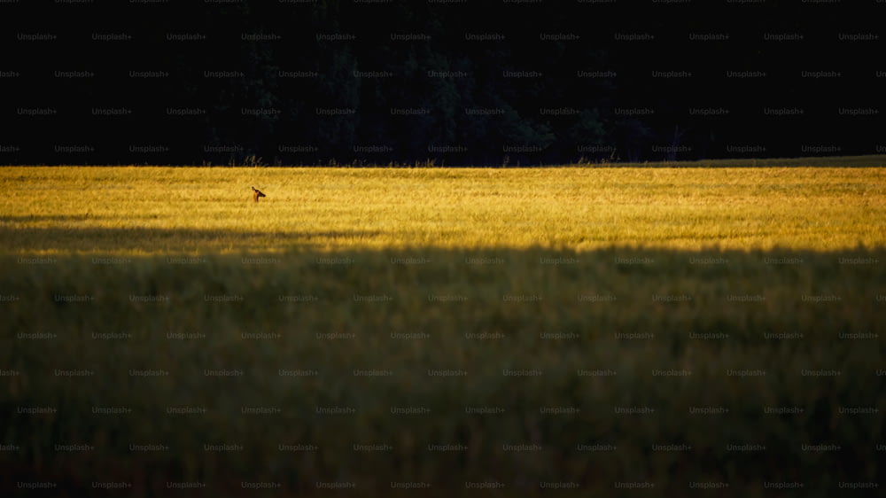 a lone bird standing in the middle of a field