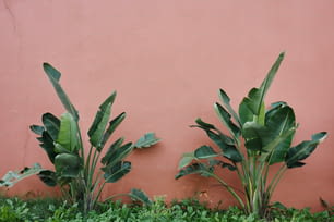a couple of green plants next to a pink wall