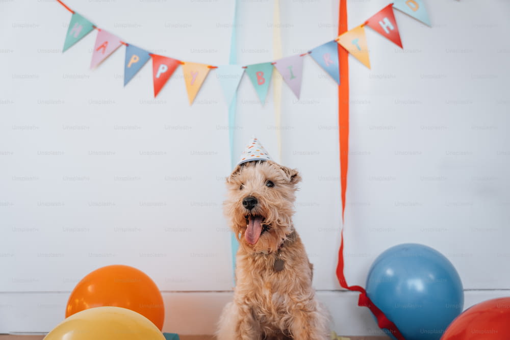 Un perro con un sombrero de fiesta sentado frente a globos