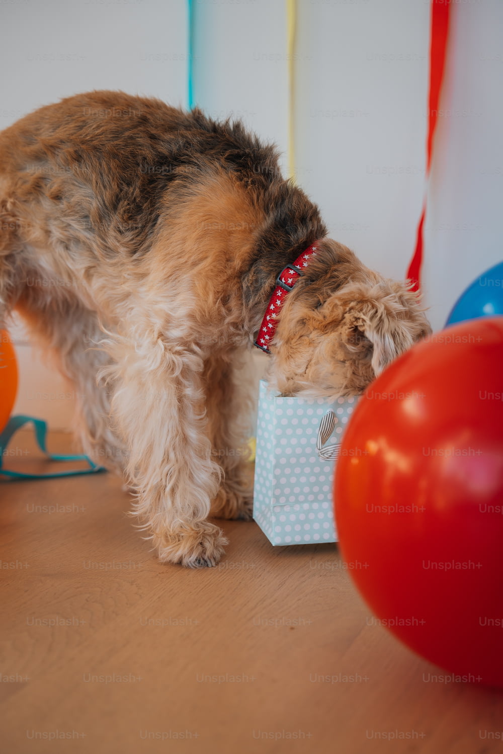 a small dog standing next to a birthday present