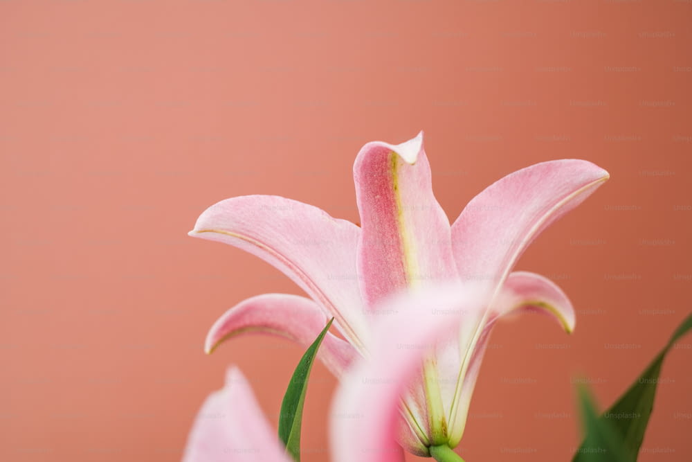 Un primo piano di un fiore rosa su uno sfondo rosa