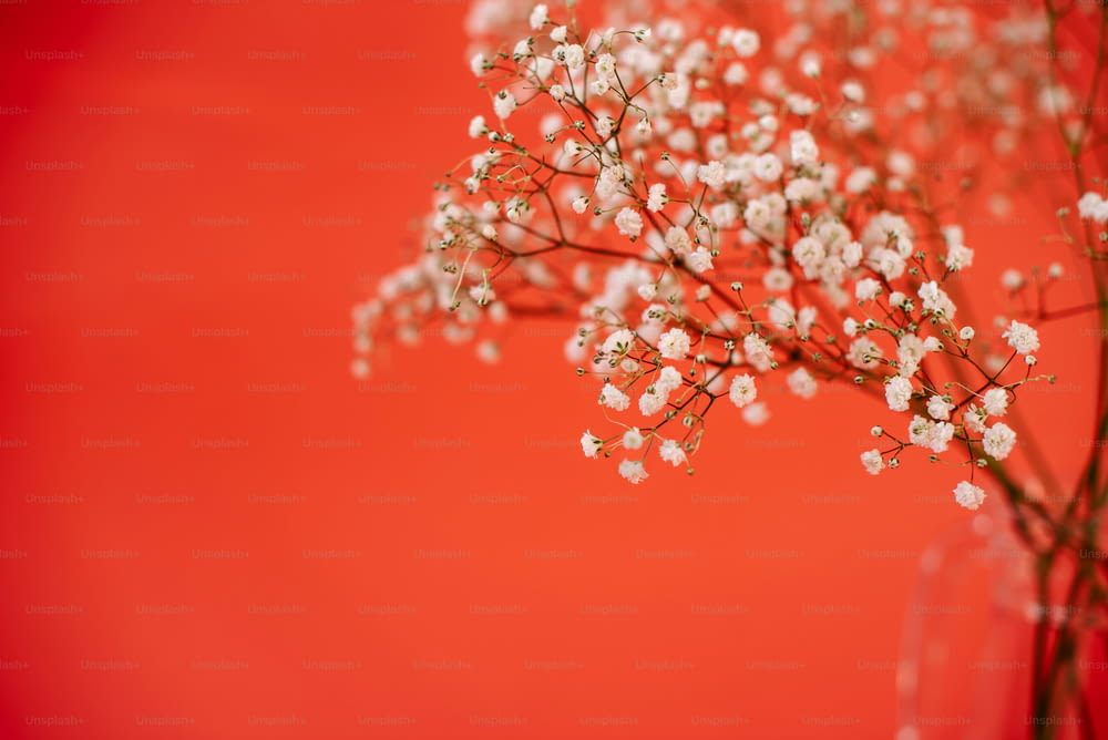 a vase filled with baby's breath flowers against a red background