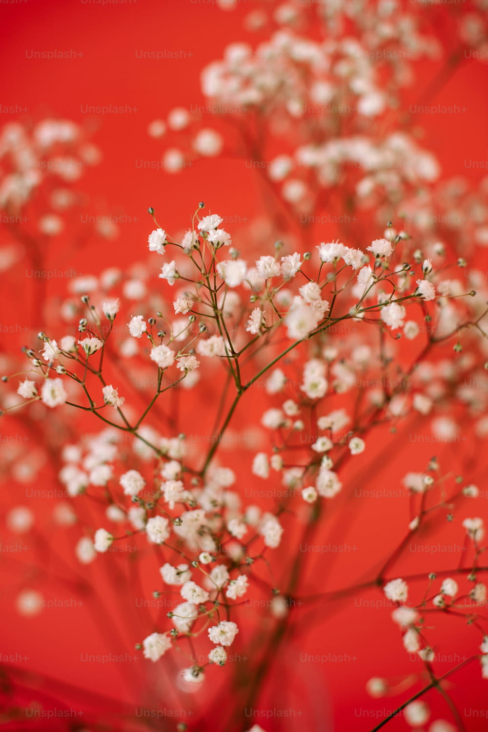 a bunch of small white flowers on a red background