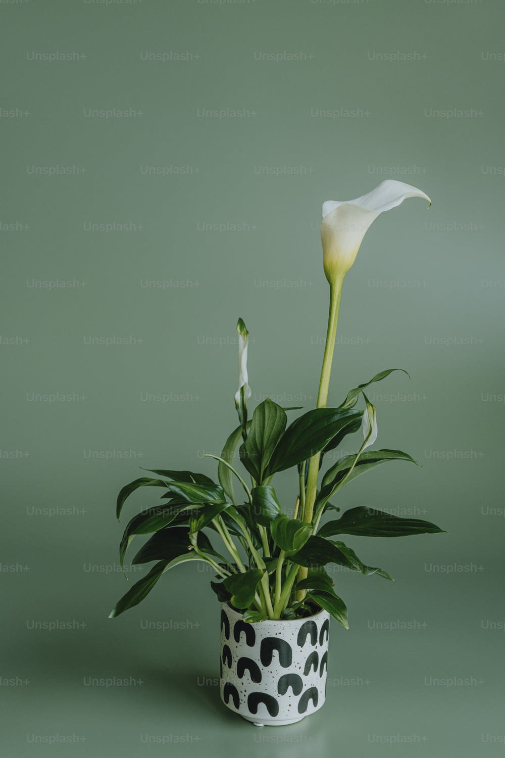 a white flower in a black and white pot
