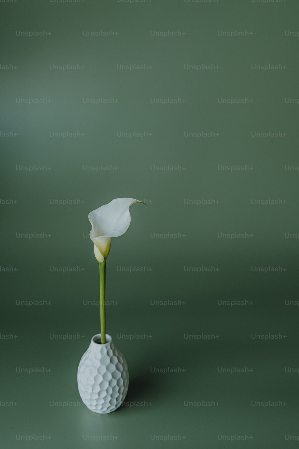 녹색 배경에 흰색 꽃병에 흰 꽃