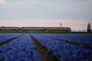 Un treno che viaggia attraverso un campo di fiori blu