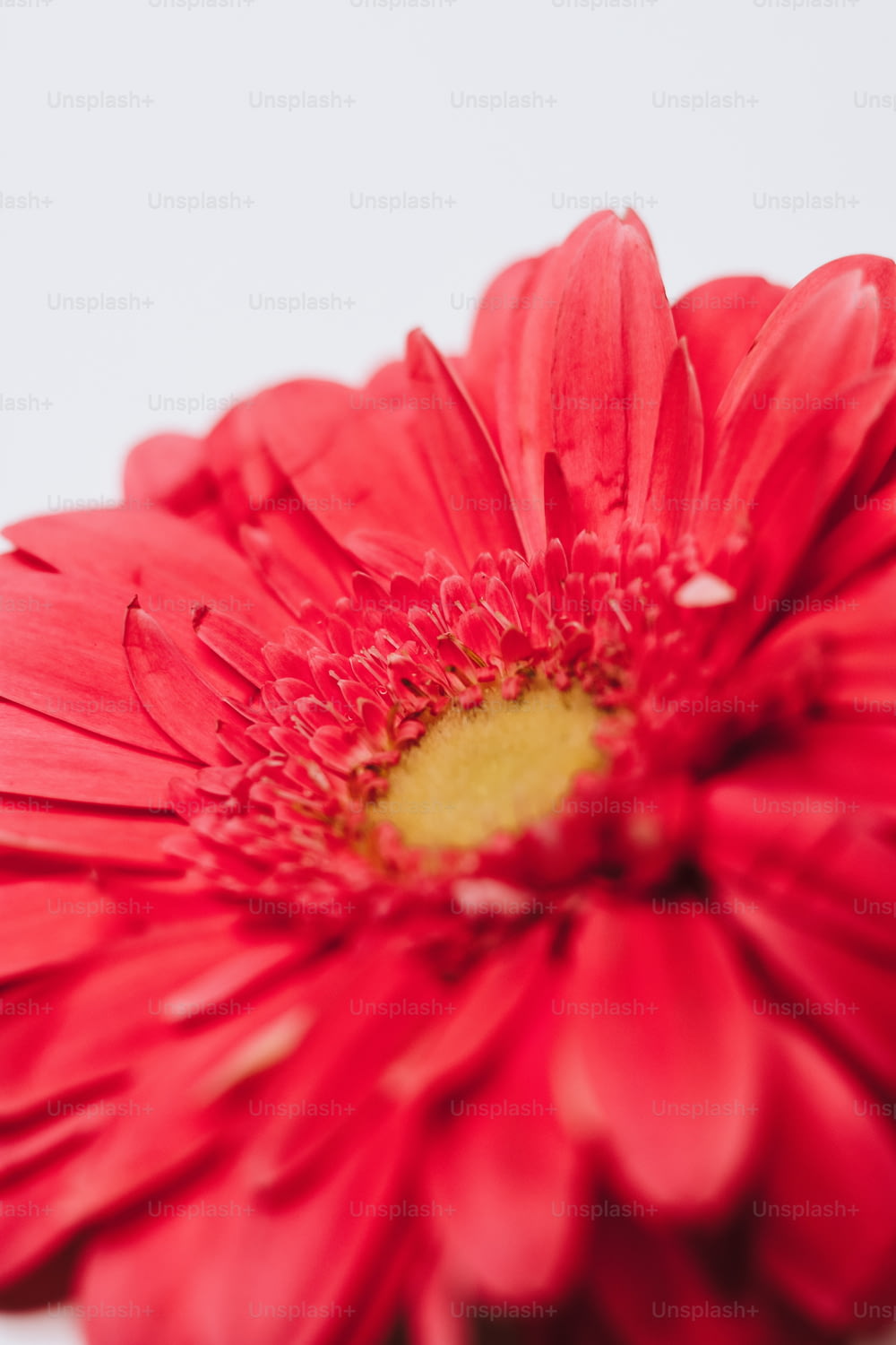 Un primer plano de una flor roja sobre un fondo blanco