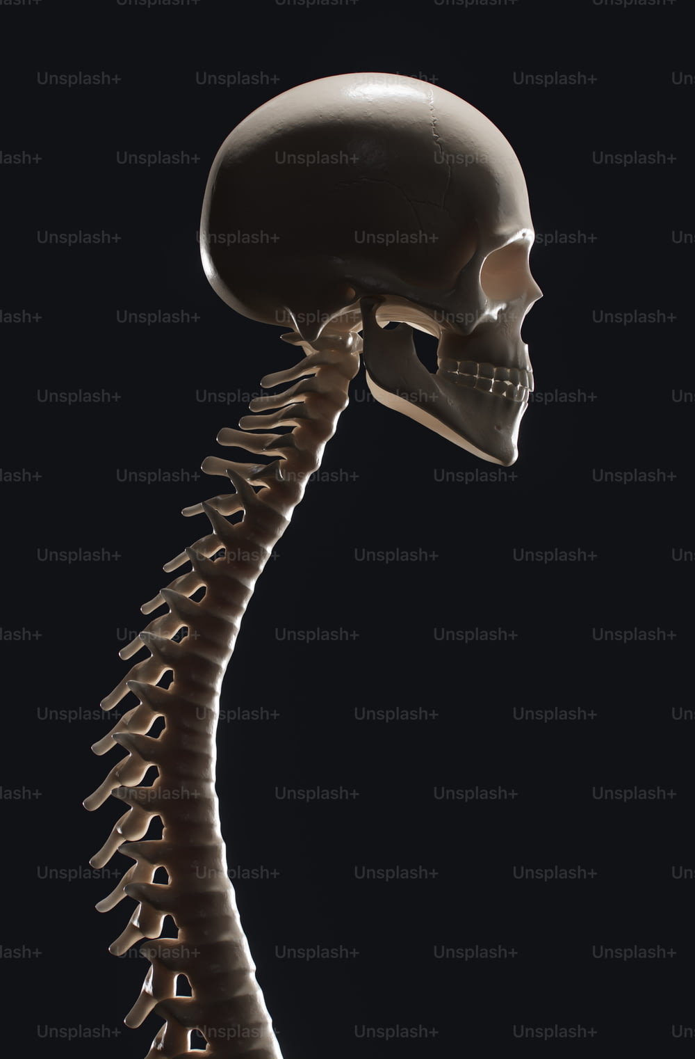 a human skeleton with a very long neck