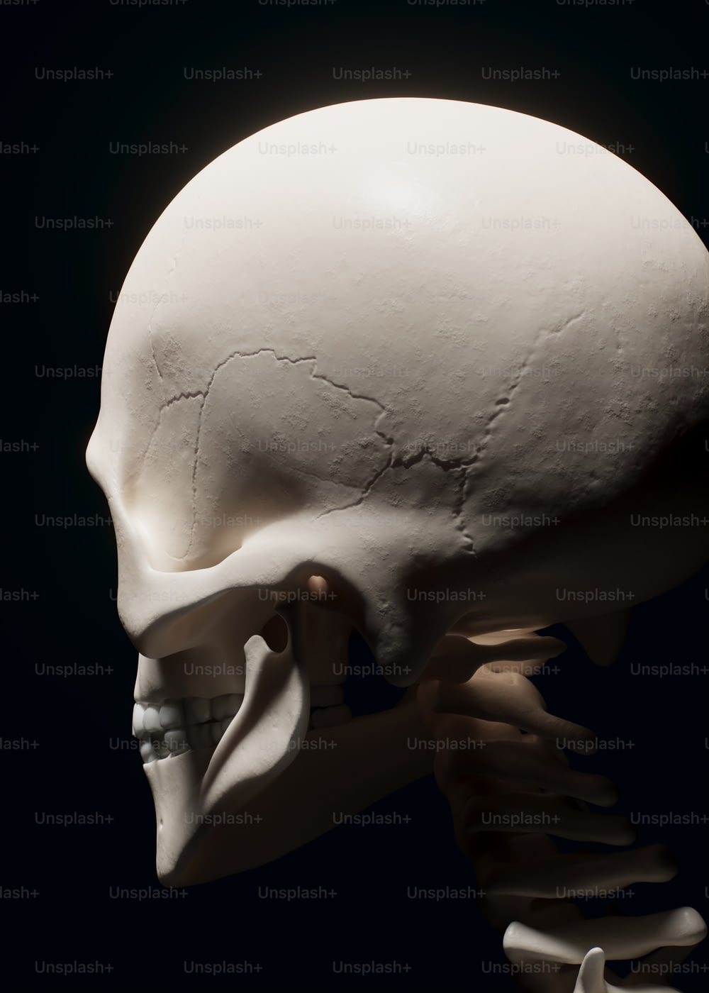 ein weißer menschlicher Schädel mit schwarzem Hintergrund