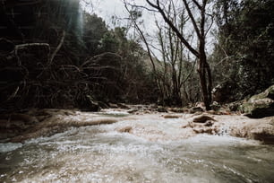 Ein Fluss, der durch einen Wald voller Bäume fließt