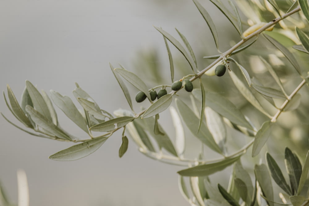ein Zweig eines Olivenbaums mit Oliven darauf