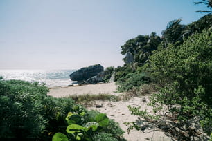 una playa de arena rodeada de árboles y arbustos