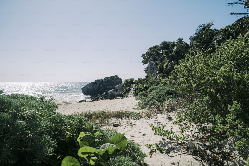 a sandy beach surrounded by trees and bushes