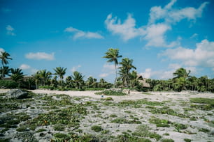 a sandy beach surrounded by palm trees and vegetation