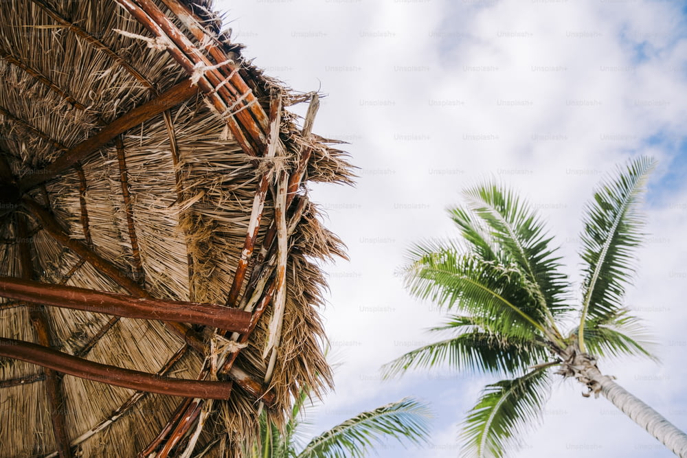 Un palmier à côté d’une cabane de paille