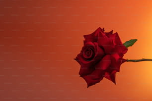 una singola rosa rossa su uno stelo su sfondo arancione