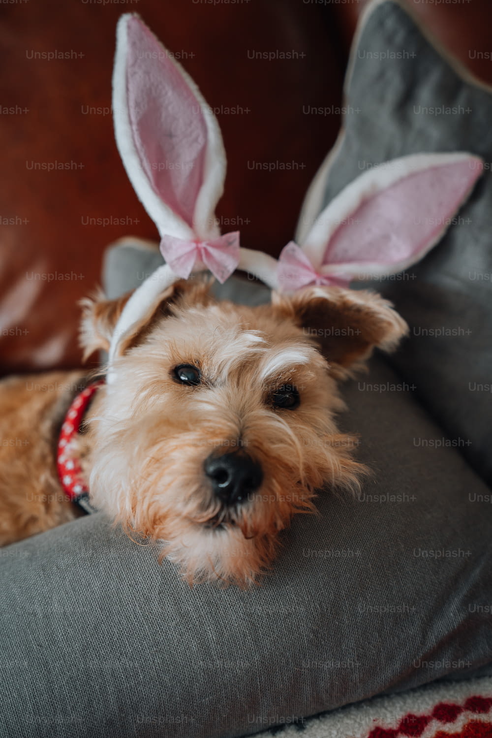 a dog wearing bunny ears laying on a pillow
