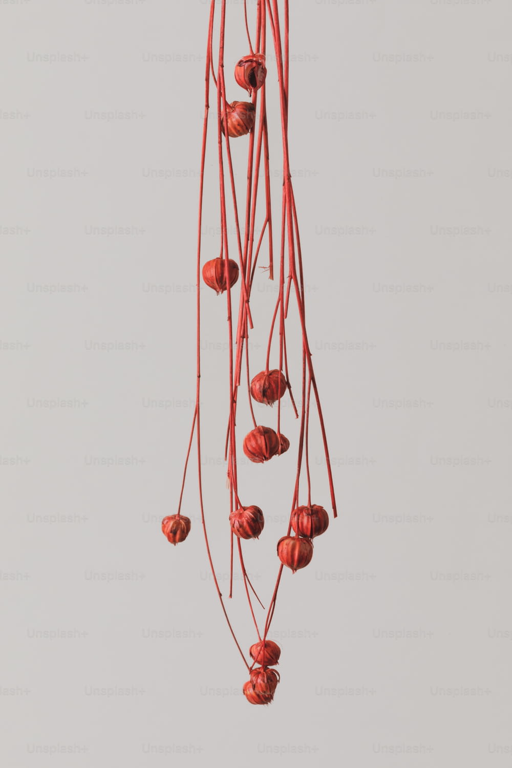 a bunch of red flowers hanging from a wire