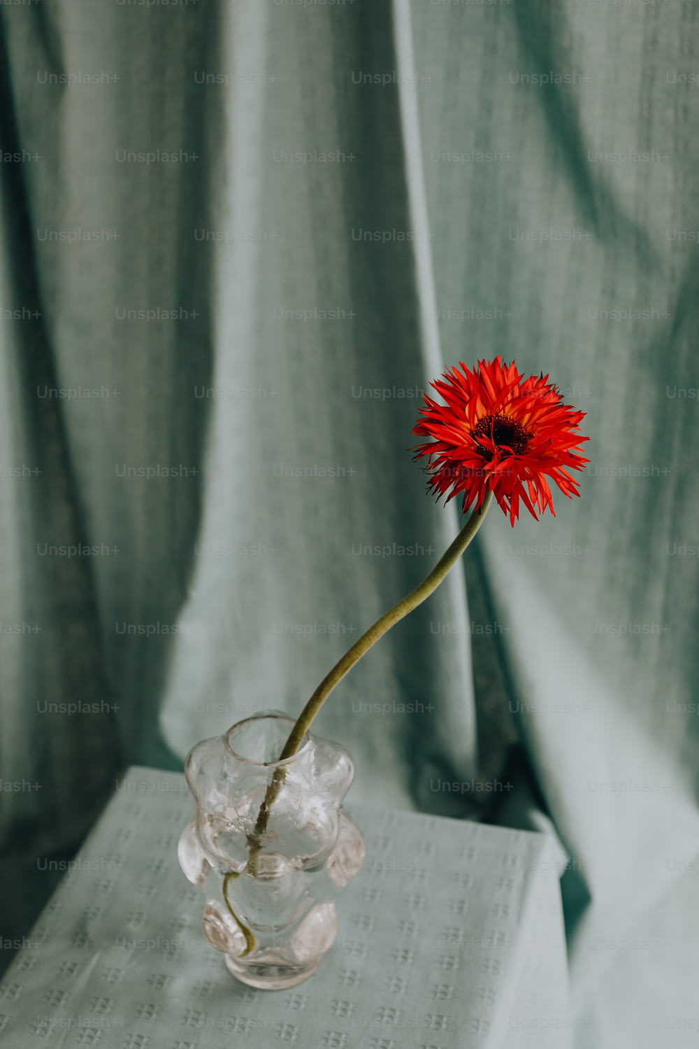 a single red flower in a glass vase