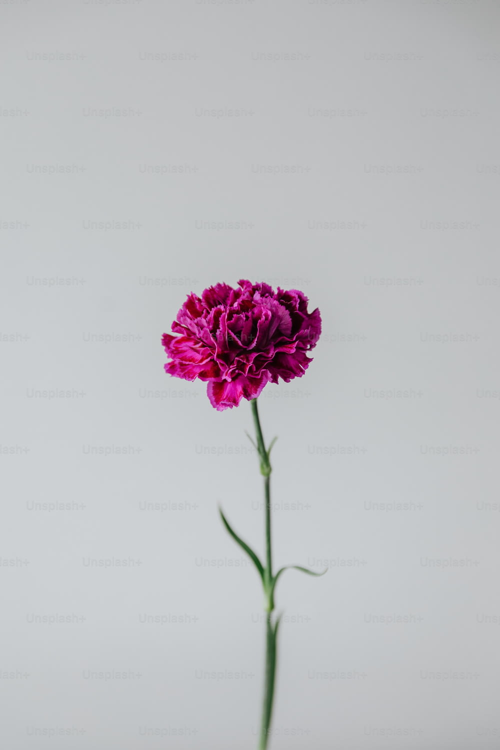 a single purple flower in a glass vase