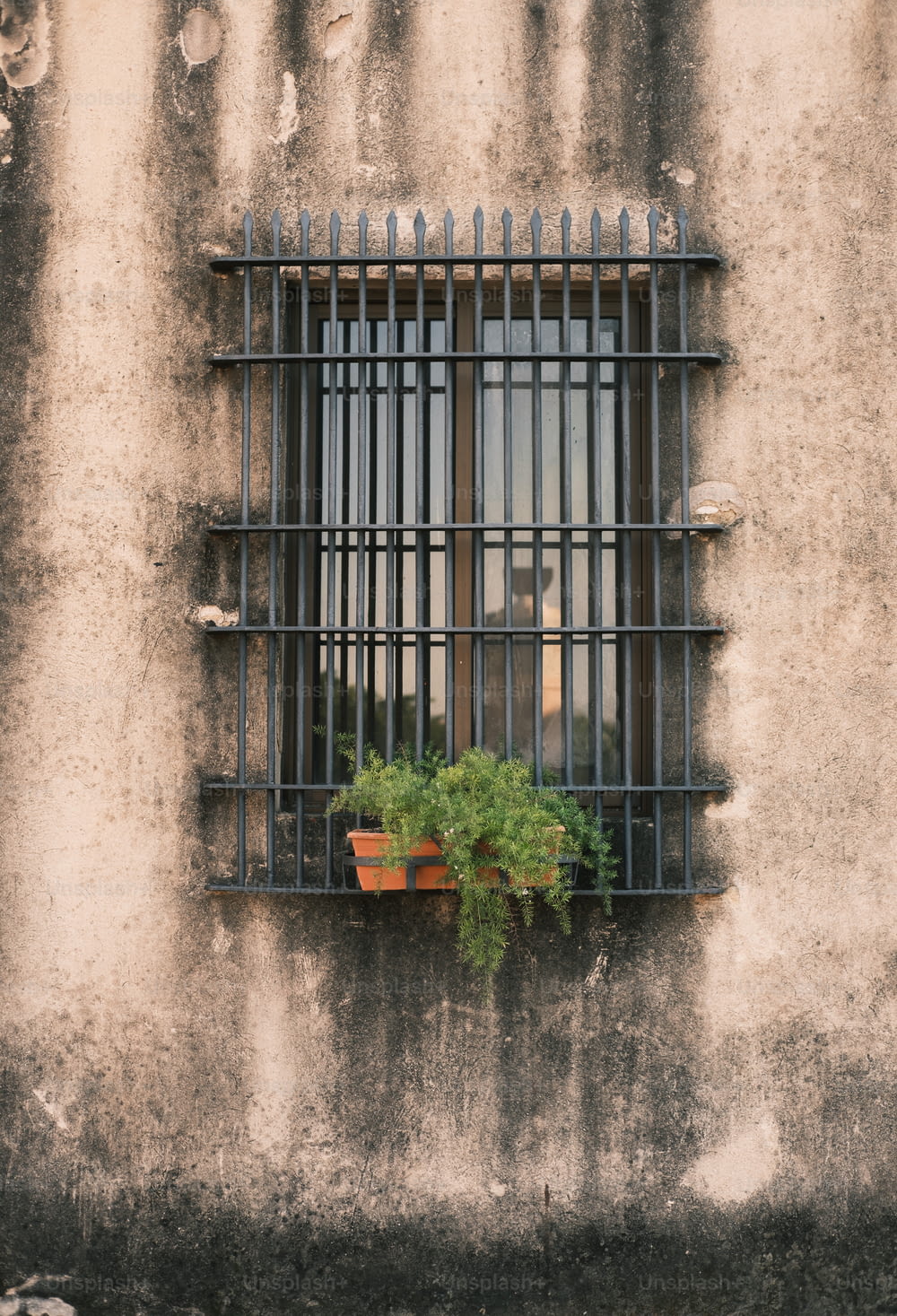 a window with bars and a potted plant in it