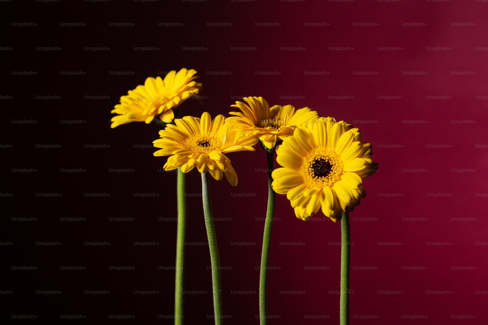 테이블에 꽃병에 세 개의 노란 꽃