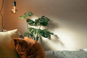 une chambre avec une plante et une lampe au mur