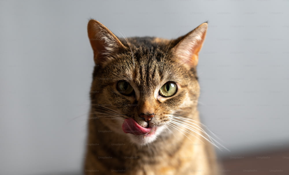 um close up de um gato com a boca aberta