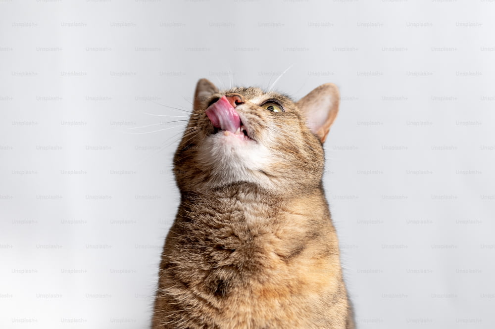 Un primer plano de un gato con la boca abierta