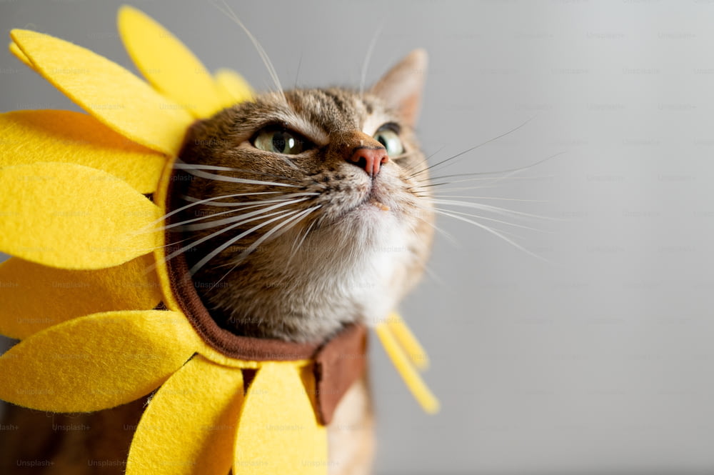 un gatto che indossa un costume di girasole sulla sua testa