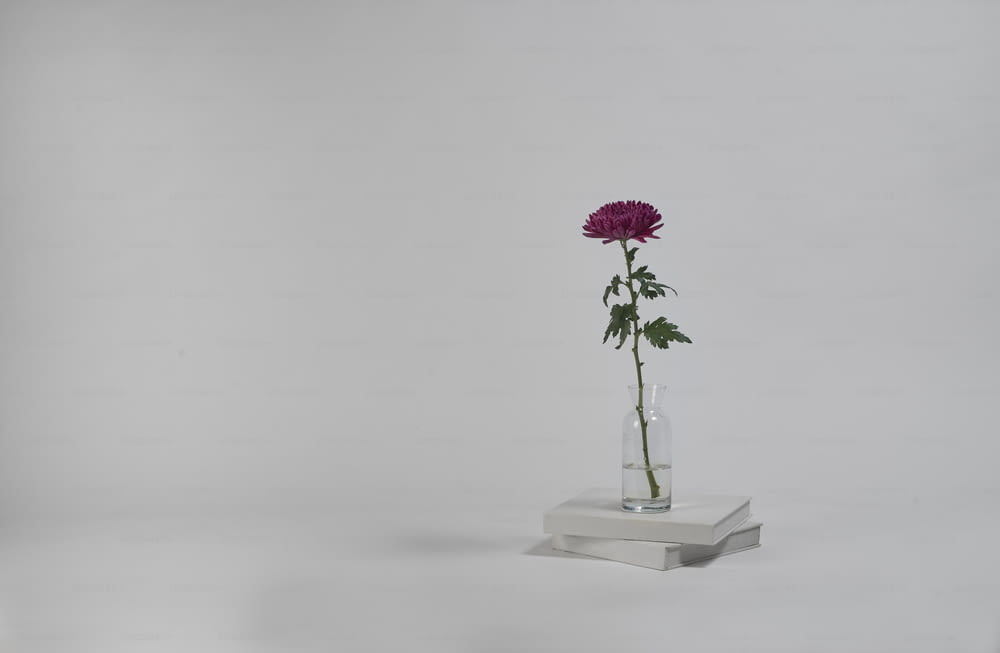 a single pink flower in a glass vase