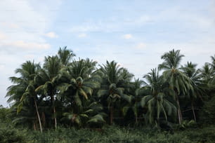 a group of palm trees in a forest