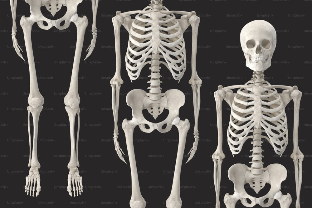 Un modelo 3D de un esqueleto humano