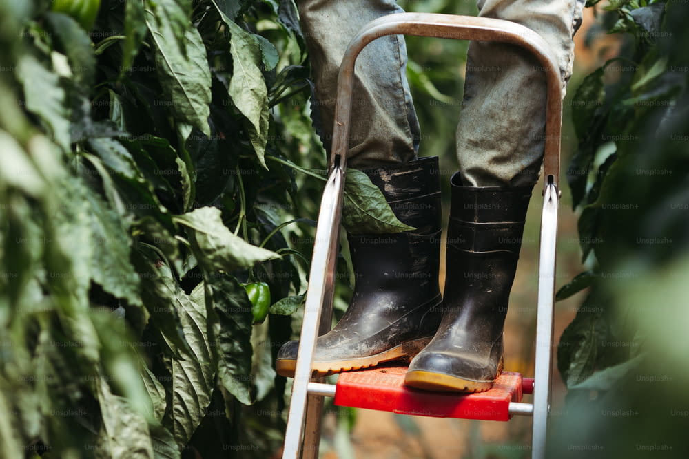a person standing on a ladder in a garden