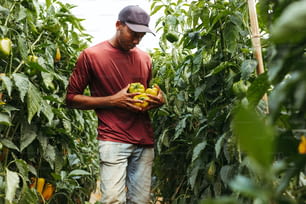a man holding a bunch of fruit in a greenhouse