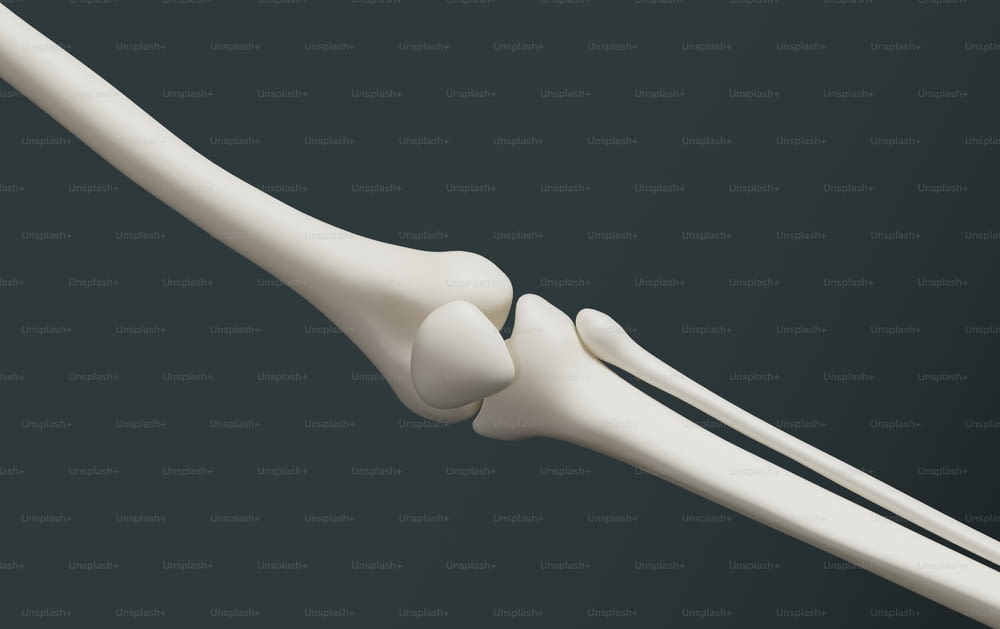 Un modello bianco di un osso lungo