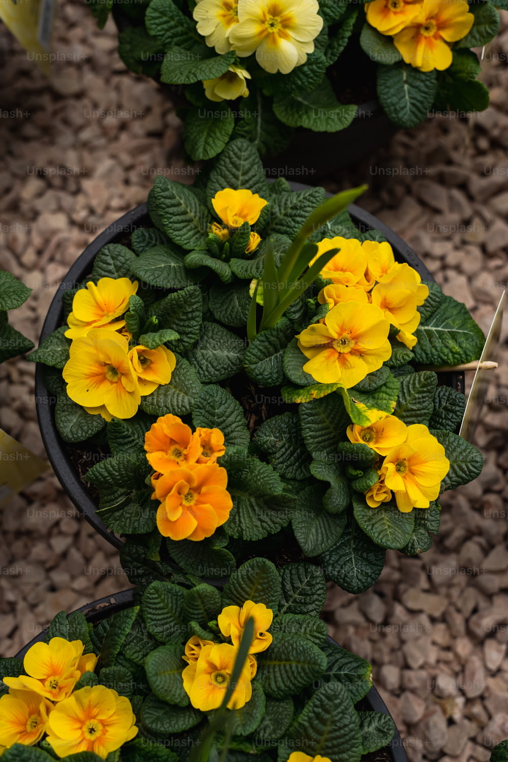 a group of yellow flowers in a pot