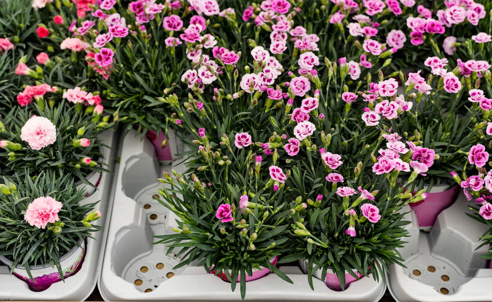 several trays filled with pink and white flowers