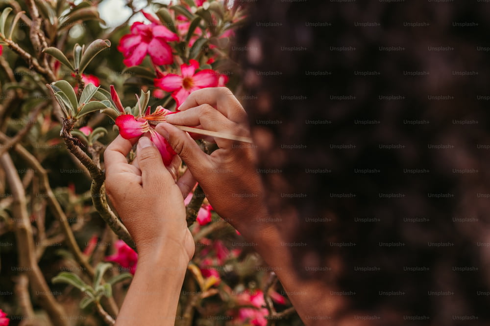 uma mulher está aparando um arbusto com flores cor-de-rosa