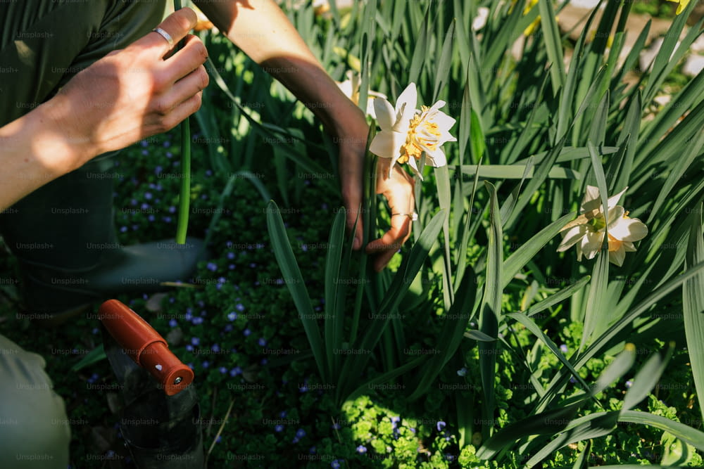 eine Person, die in einem Blumenfeld kniet