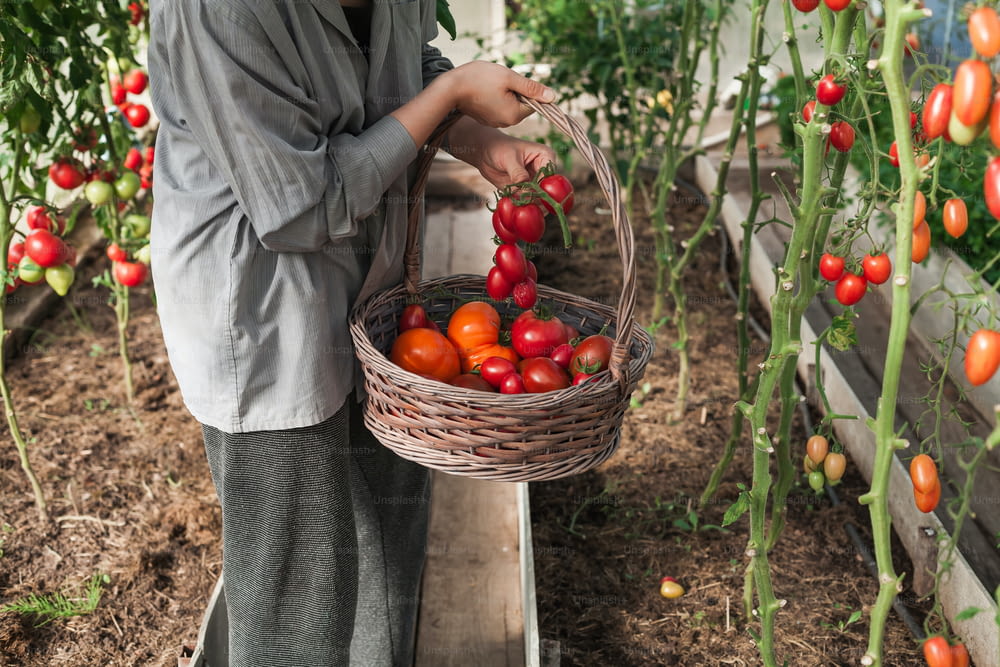 a man holding a basket of tomatoes in a greenhouse